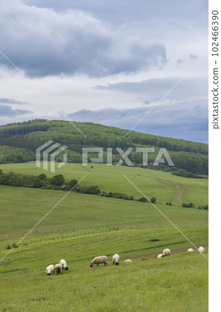 Spring landscape with white sheep in White Carpathians, Czech Republic 102466390