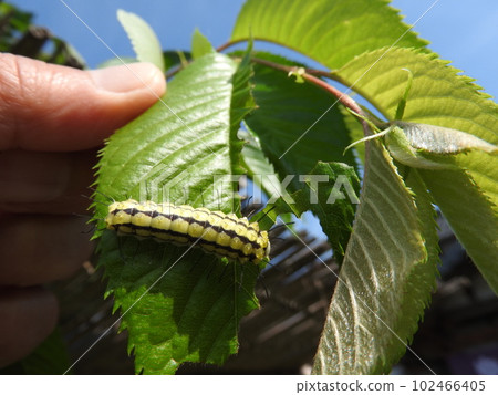 The larvae of the ``Princess moth'' that eats the leaves of the Rosaceae family The larvae of the ``Princess moth'' that eats the leaves of the Rosaceae family 102466405