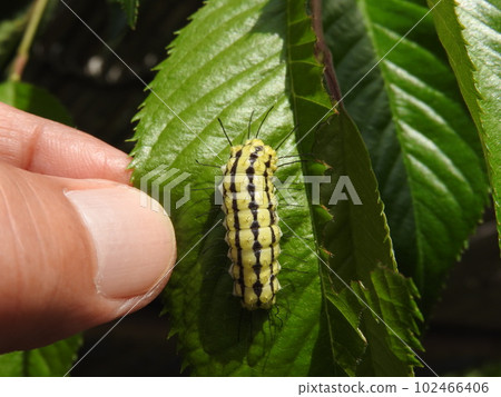 The larvae of the ``Princess moth'' that eats the leaves of the Rosaceae family The larvae of the ``Princess moth'' that eats the leaves of the Rosaceae family 102466406