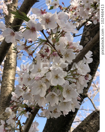 Sakura *** Sakura Sakura SAKURA *** Sakura *** Sakura Sakura SAKURA *** 102466413