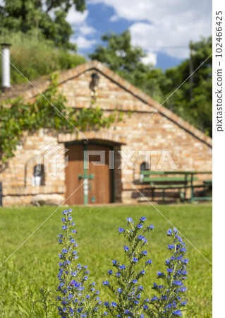 Wine cellars and vineyard in Palava region, Southern Moravia, Czech Republic 102466425