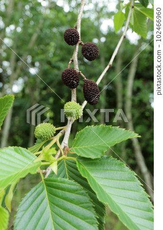 Alder Alder 102466960