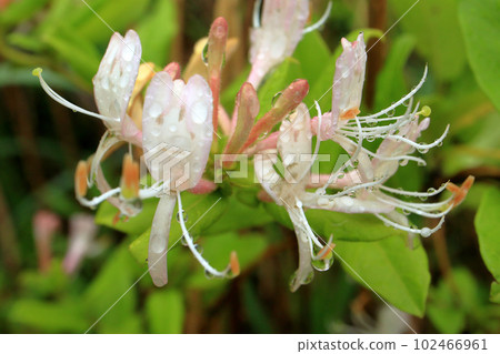 Honeysuckle Honeysuckle 102466961