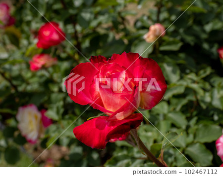 Bright red and white double-colored rose [Double Delight] 102467112