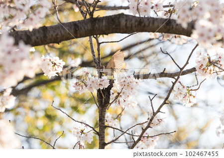 Cherry tree and sparrow 102467455