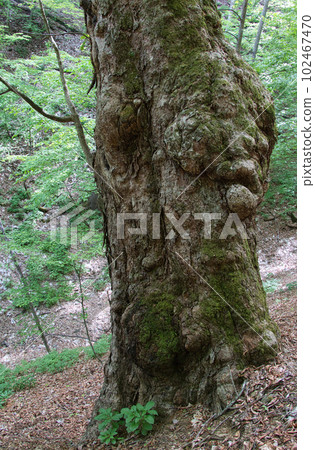 Giant horse chestnut tree estimated to be 600 years old Giant horse chestnut tree estimated to be 600 years old 102467470