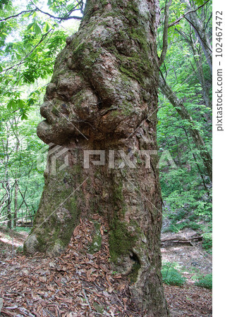 Giant horse chestnut tree estimated to be 600 years old 102467472
