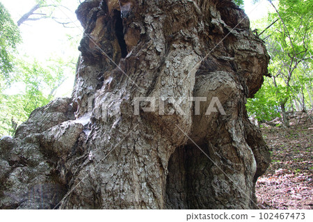 Giant horse chestnut tree estimated to be 600 years old 102467473