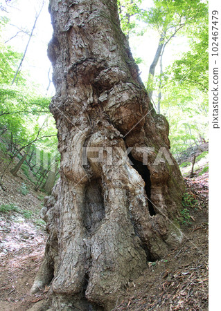 Giant horse chestnut tree estimated to be 600 years old Giant horse chestnut tree estimated to be 600 years old 102467479