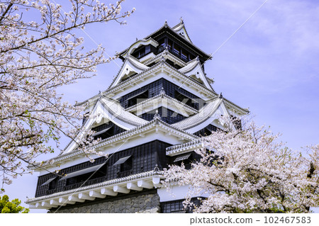 Cherry blossoms and Kumamoto Castle The castle tower restored to its beautiful appearance (photographed on April 1, 2023) 102467583
