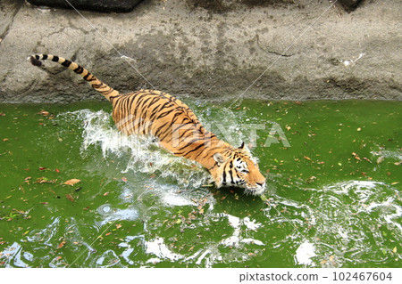 Tiger jumping into the pond Tiger jumping into the pond 102467604
