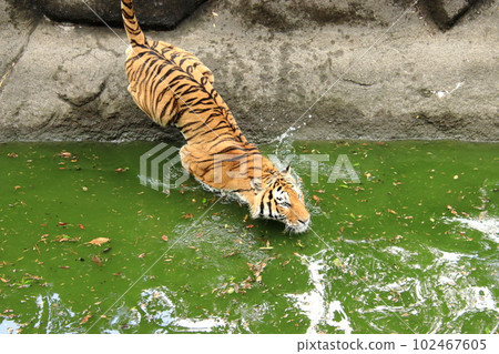 老虎跳進池塘 102467605