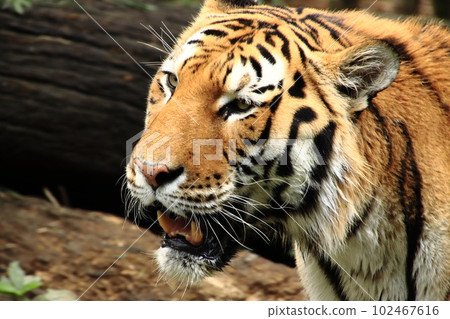 老虎簡介 102467616