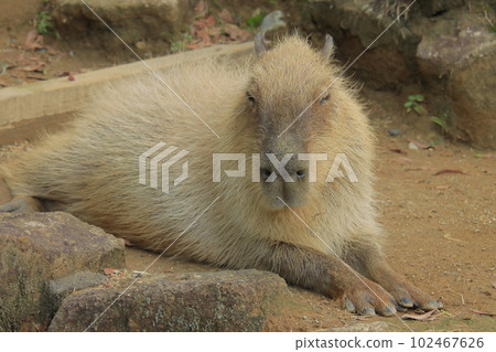 躺著的水豚 102467626