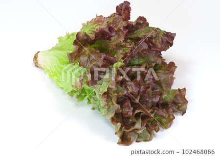 陽光生菜 102468066