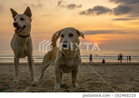 Two cute dogs I met at sunset on Kuta Beach 102468210