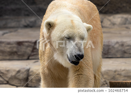 Sapporo Maruyama Zoo Polar Bear 102468754