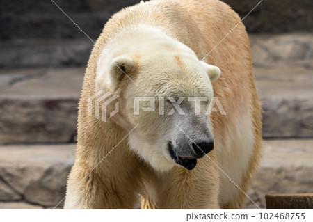 Sapporo Maruyama Zoo Polar Bear 102468755