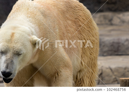 札幌丸山動物園北極熊 102468756