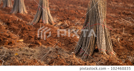 Cassava farm. Manioc or tapioca plant field. Bundle of cassava trees in cassava farm. The plowed field for planting crops. Sustainable farming. Agriculture in developing countries. Staple food crop. 102468835