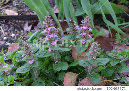 桃色十仁 102468871