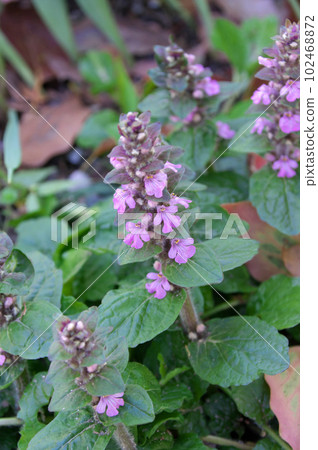 桃色十仁 102468872