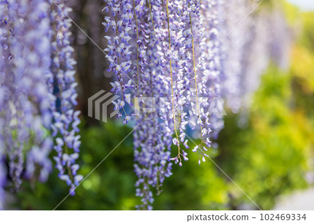 群馬縣藤岡市盛開的紫藤花架 群馬縣藤岡市盛開的紫藤花架 102469334