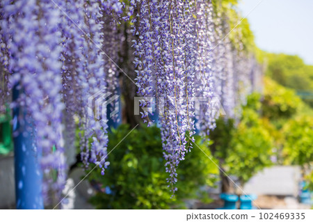 群馬縣藤岡市盛開的紫藤花架 102469335
