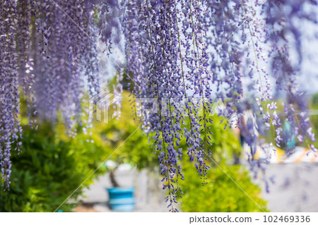 群馬縣藤岡市盛開的紫藤花架 群馬縣藤岡市盛開的紫藤花架 102469336