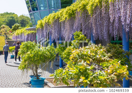 群馬縣藤岡市盛開的紫藤花架 群馬縣藤岡市盛開的紫藤花架 102469339