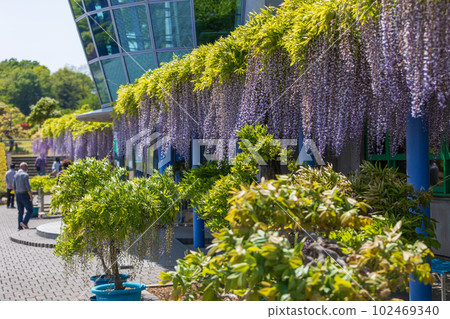 群馬縣藤岡市盛開的紫藤花架 群馬縣藤岡市盛開的紫藤花架 102469340