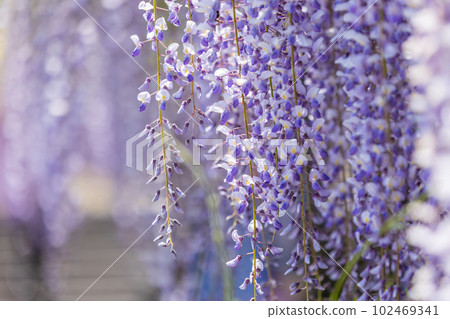 群馬縣藤岡市盛開的紫藤花架 102469341