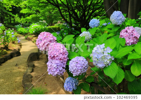 元濱綠地公園的繡球花盛開 <兵庫縣尼崎市> 元濱綠地公園的繡球花盛開 <兵庫縣尼崎市> 102469395