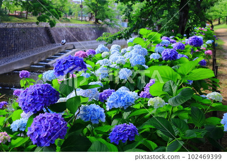 Hydrangea blooms in Shukugawa Park (Nishinomiya City, Hyogo Prefecture) 102469399