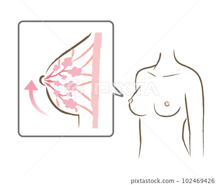 Illustration of a firm bust and body 102469426