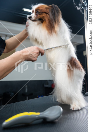Caucasian woman dries the dog. Papillon Continental Spaniel in the grooming salon. Caucasian woman dries the dog. Papillon Continental Spaniel in the grooming salon. 102469445