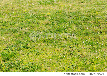 Field image 102469521