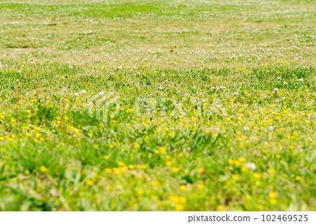 Field image 102469525