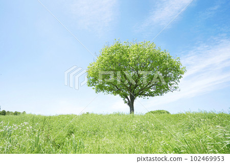 陽光明媚的日子裡，一棵孤樹的田地 102469953