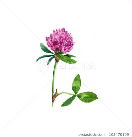 Red clover plant hand drawn wtercolor illustration isolated on white Red clover plant hand drawn wtercolor illustration isolated on white 102470199