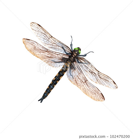Dragonfly watercolor illustracion isolated on white background Dragonfly watercolor illustracion isolated on white background 102470200