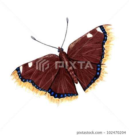 Mourning cloak butterfly watercolor illustration isolated on white Mourning cloak butterfly watercolor illustration isolated on white 102470204