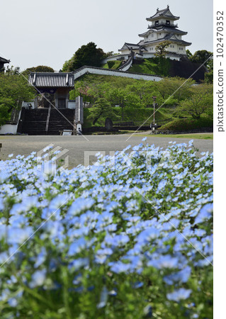 掛川城和 nemophila 花 掛川城和 nemophila 花 102470352