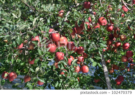 Hirosaki's apples near harvest Hirosaki's apples near harvest 102470379