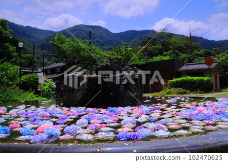 Kuan-ji Temple (Ikeda City, Osaka Prefecture) Hydrangea Floating on Gusoku Pond 102470625