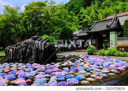 寬寺（大阪府池田市） 浮在城池上的紫陽花 102470634