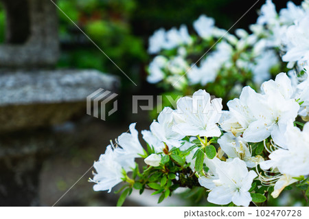 Azaleas blooming on the precincts of Matsunoo Taisha Shrine in Nishikyo Ward, Kyoto City Azaleas blooming on the precincts of Matsunoo Taisha Shrine in Nishikyo Ward, Kyoto City 102470728