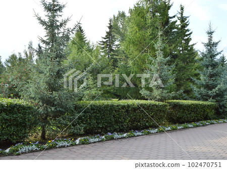 Exactly trimmed bushes along the alley in the city Park 102470751