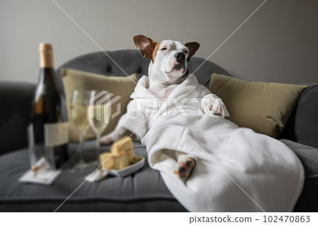 Dog is relaxing after bath. Pets spa, grooming salon, pet resort. Animal care service, bathing. Rest, relax, wellness. Generative AI. 102470863