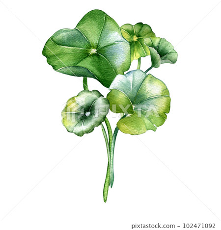 Centella asiatica composition watercolor illustration isolated on white. Pennywort, gotu kola herbal plants, cola hand drawn. Design element for package, label, wrapping, herbal plants collection 102471092